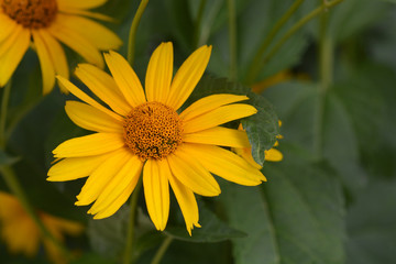 False sunflower Dauer Gold