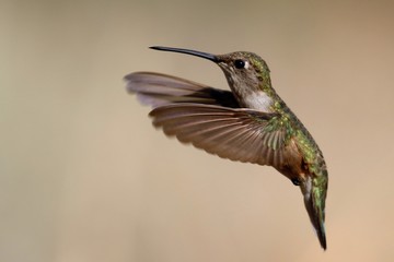 Kolibri im Flug