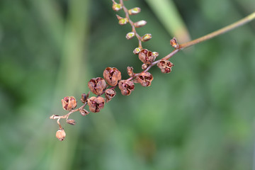 Montbretia Lucifer seeds