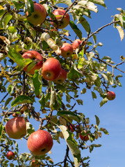 Branches with ripe red apples