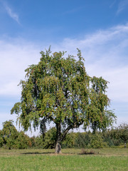 Obraz premium Old apple tree with plenty of apples