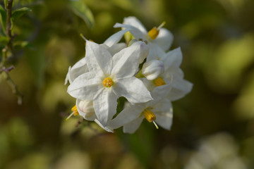 Potato vine