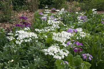 Sydney Australia, primula flowers blooming signalling spring is coming
