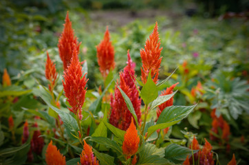 Plumed cockscomb flowers (Celosia Argentea). Selective focus with shallow depth of field.