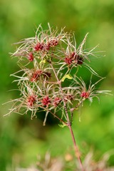  Decorative plant in the grass isolated on a green background