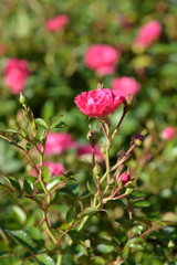 Lovely Fairy shrub rose