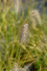 Chinese fountain grass Hameln