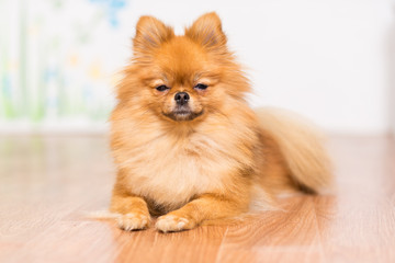 A dog of the Pomeranian dog breed lies on the floor, stretching its paws in front of him