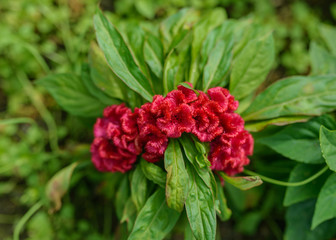 Plumed cockscomb flowers (Celosia Cristata). Selective focus with shallow depth of field.