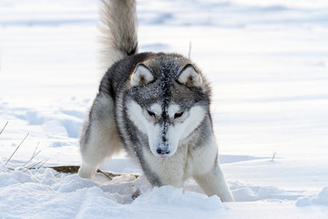 Dog of the Siberian Husky