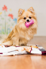 A dog of the German Spitz breed sits on a blanket with a toy in the teeth