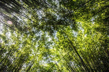 Front view of a green bamboo in the park, a calm, pacific and quiet atmosphere. Also, a zen energy from the wild garden.