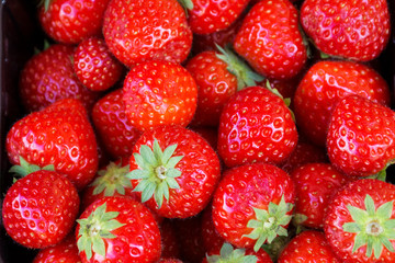 garden strawberry a lot of ripe, juicy berries close-up, background