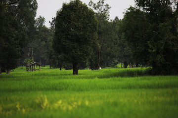 Fototapeta na wymiar rice framming rice filed in green season 