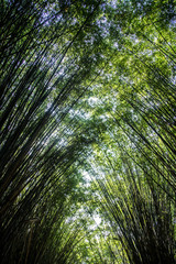 Front view of a green bamboo in the park, a calm, pacific and quiet atmosphere. Also, a zen energy from the wild garden.