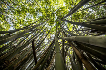 Front view of a green bamboo in the park, a calm, pacific and quiet atmosphere. Also, a zen energy from the wild garden.