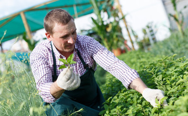 Man gardener working with melissa officinalis  in sunny hothouse