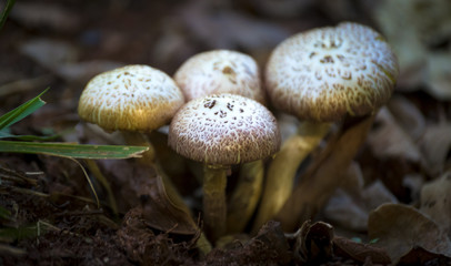 mushroom in forest