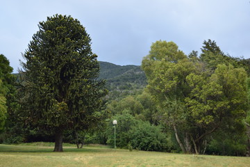 Obraz premium Araucaria Tree at Los Alerces National Park, Patagonia, Argentina