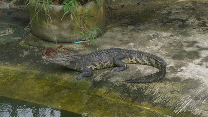 crocodile in water