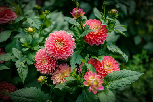 Garden dahlia flowers. Selective focus with shallow depth of field.