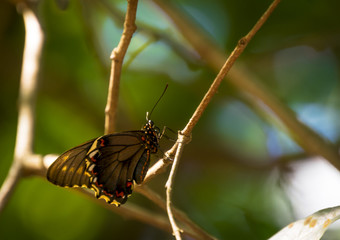 butterfly on leaf