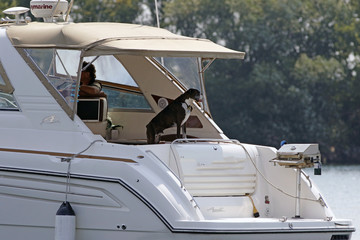 bateau avec un chien