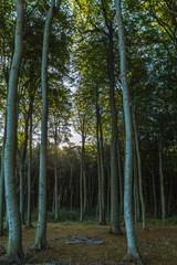 Gespensterwald