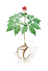 Korean wild root ginseng with berries. A close up of the wild most famous medicinal plant ginseng...