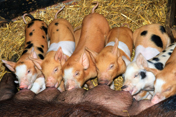 A group of hungry new born piglets drinking milk from their mother in a children's farm in the Netherlands