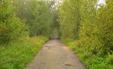 Road in deciduous forest at summer.