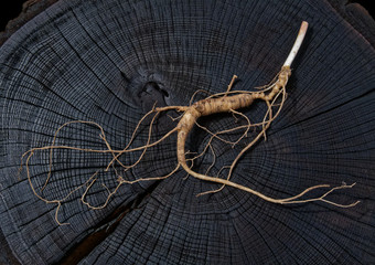 Wild ginseng with berries. A close up of the most famous medicinal plant ginseng (Panax ginseng)....