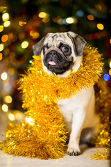 A pug dog in a tinsel near a Christmas tree with garlands
