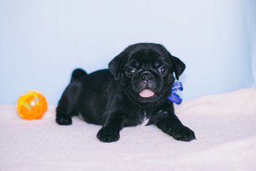 Puppy Pug Black, Fawn
