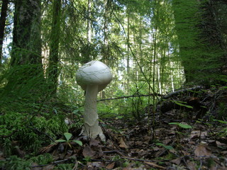 mushroom in forest
