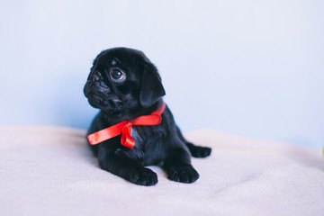 Puppy Pug Black, Fawn
