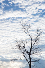 Fototapeta na wymiar Dead tree silhouette with tiny white cloudy spread on blue sky. image for background, wallpaper and backdrop. scenery travel by nature on holidays concept.