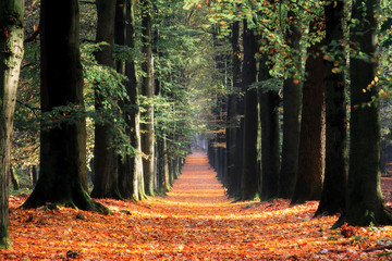 Beautiful lane in autumn in the forest in the Netherlands with vibrant colored leafs