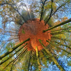 Zelfklevend Fotobehang Beautiful 360 degree panorama spherical little planet of a vibrant sunrise in the forest in autumn in the Netherlands with a blue sky and colorful leafs © dennisvdwater