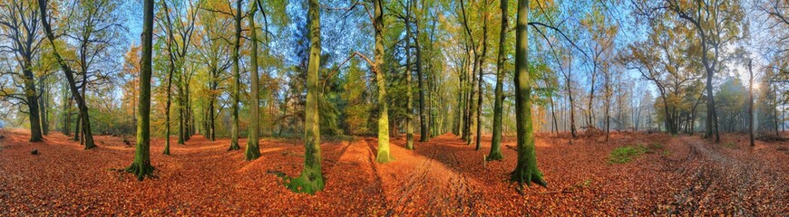 Beautiful 360 degree panorama of a vibrant sunrise in the forest in autumn in the Netherlands with a blue sky and colorful leafs
