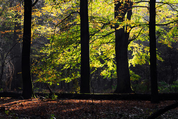 Beautiful light on the vibrant leaves in autumn in the forest in the Netherlands with dark contrast silhouette tree trunks
