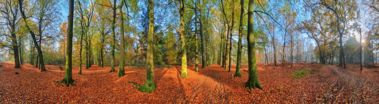 Fototapeta Beautiful 360 degree panorama of a vibrant sunrise in the forest in autumn in the Netherlands with a blue sky and colorful leafs  