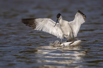Avocette élégante - Recurvirostra avosetta - Pied Avocet