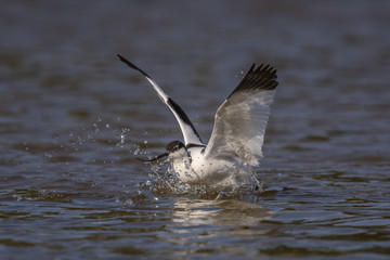 Avocette élégante - Recurvirostra avosetta - Pied Avocet