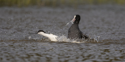 Avocette élégante - Recurvirostra avosetta - Pied Avocet