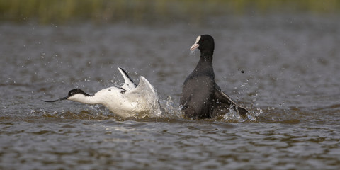 Fototapeta premium Avocette élégante - Recurvirostra avosetta - Pied Avocet