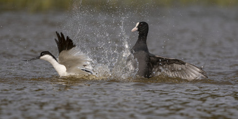 Avocette élégante - Recurvirostra avosetta - Pied Avocet