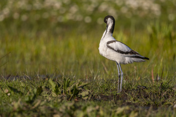 Avocette élégante - Recurvirostra avosetta - Pied Avocet