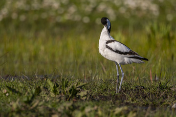 Avocette élégante - Recurvirostra avosetta - Pied Avocet