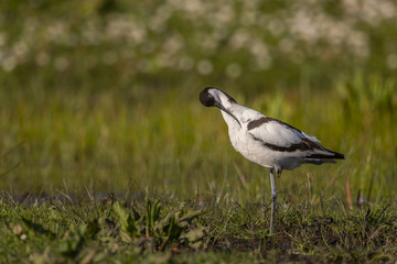Avocette élégante - Recurvirostra avosetta - Pied Avocet